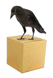 directory-raven.jpg